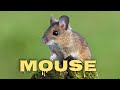 Mouse Sounds For Cats Mice Squeaking