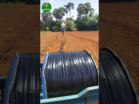 🔥Low cost drip irrigation!👌🏻installation!🌱 #farming #dripirrigation #ideas