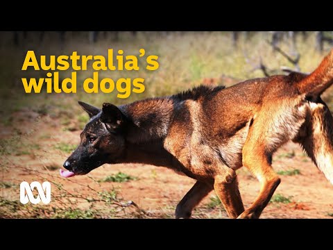 The devastating impact of Australia's wild dogs 🐕 | Meet the Ferals Ep 4 | ABC Australia