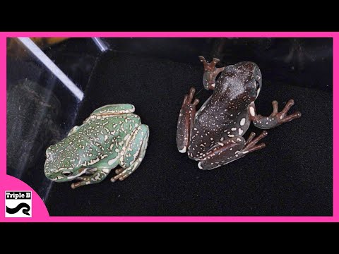 White's Tree Frogs w/Jay Sommers - Triple B TV Ep.297