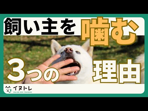 犬があらゆるものを噛む - 7 つの理由!