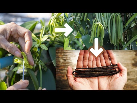 Come coltivare la pianta della vaniglia in casa: talea, rinvaso e impollinazione