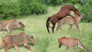Horse Too Strong! Leopards Vs Lion Get Bitter Ends When Attacking Wild Horse's Territory