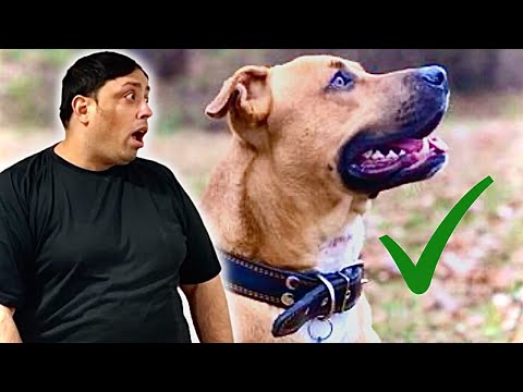 NEVER Struggle To Put Your Dogs Collar On Again With This Trick!