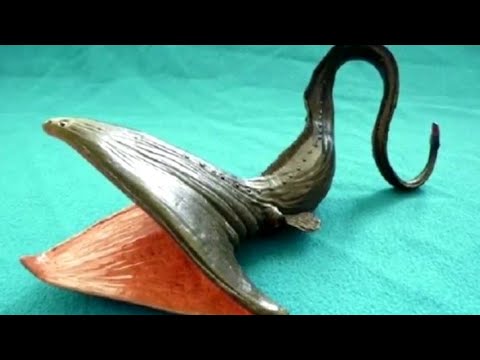 The pelican eel (Eurypharynx pelecanoides)