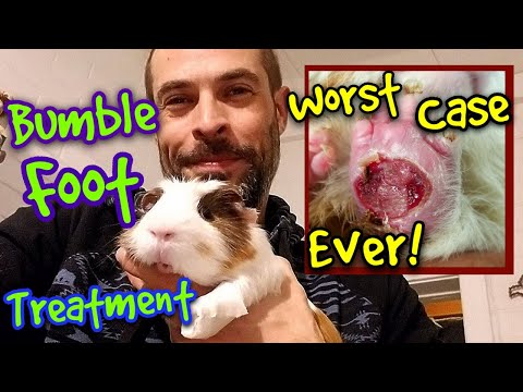 Worst Bumblefoot Ever! | Treatment & Cure | Part 1 |