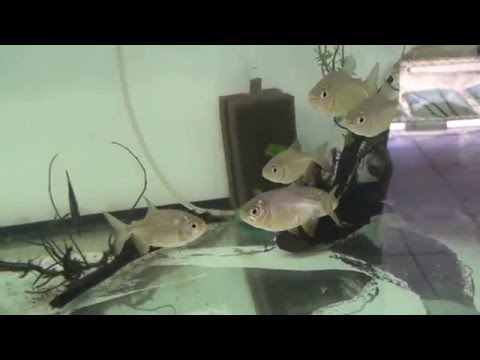 Top Tropical Fish - Atualização Loja Física 19/02/2016