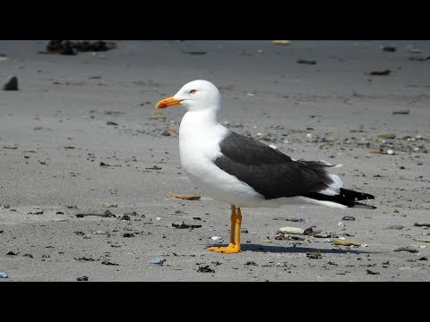 Möwen und Seeschwalben