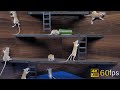 Cat Tv games for cats to watch cute mice hide & seek and play on screen 4k UHD 8 hours