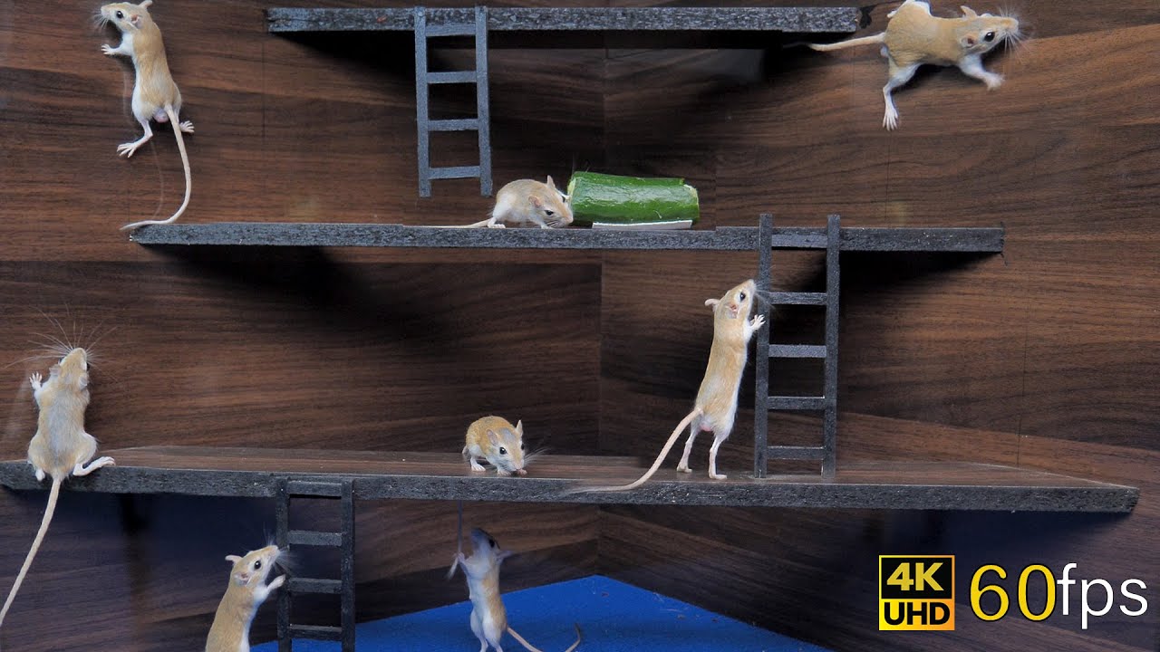 Cat Tv games for cats to watch cute mice hide & seek and play on screen 4k UHD 8 hours