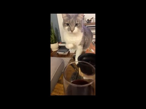 Cat Licks Some Wine Off Her Paws