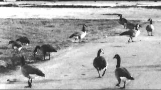 Mister Lies & Different Sleep - Vermont (Baptism)