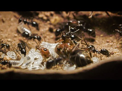 Bloodthirsty Ants Decapitate Queen | Empire Of The Desert Ants | BBC Earth