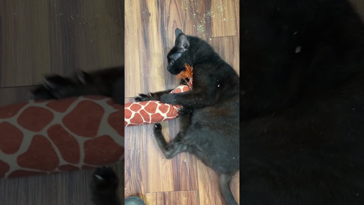 Enlarge Goodfella, a Adoptable Domestic Short Hair in Tillamook, OR video 6/6