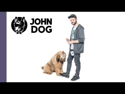 Jak nauczyć psa reagowania na komendę NIE - stopień zaawansowany - TRENING PSA - John Dog