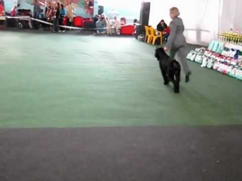 CACIB 1мая 2011г. в г. Мариуполь.NEV LEMAR MORGENSHTERN