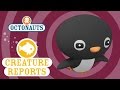 Octonauts Creature Report Adelie Penguin