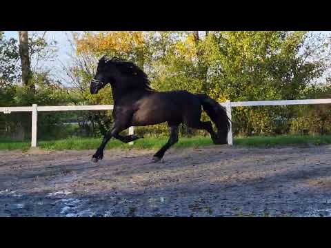 Stal Okkema's Jelte M - Markus x Wylster - Stallion - 2019 - 1.68m
