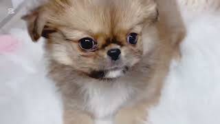 ハーフ犬の動画01