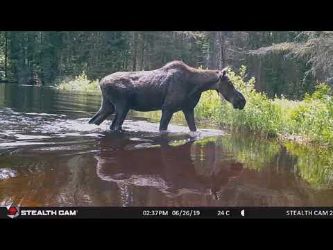 Algonquin Park Trail Cam Footage 2019