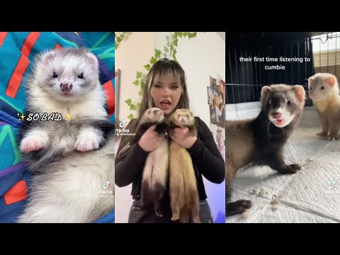 ferret tiktoks because ferrets are neat