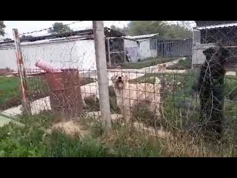 Albina with other dogs