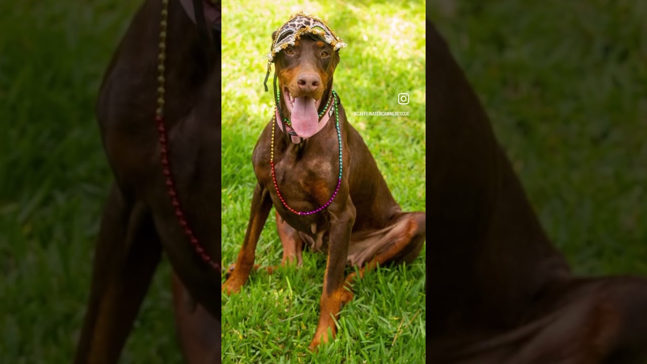 Erin, an adopted Doberman Pinscher in Pleasant Valley, MO video 6/6