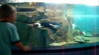 preview picture of video 'Josh Playing with Penguin Betty at Monterey Bay Aquarium'