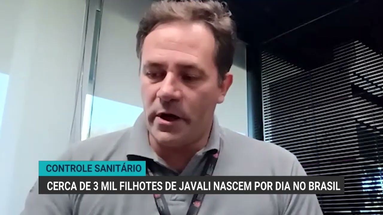 Cerca de 3 mil filhotes de javali nascem por dia no Brasil