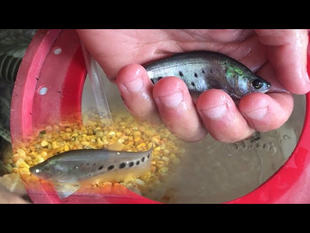 Saving A Baby Clown Knife Fish From Extinction