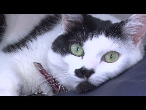 Cães e gatos podem ter coronavírus? Veterinária tira essa e outras dúvidas