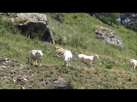 MUCCHE AL PASCOLO AGLI ALPEGGI A CHIANALE IN VALLE VARAITA (CN) MART. 16 - 7 - 2019
