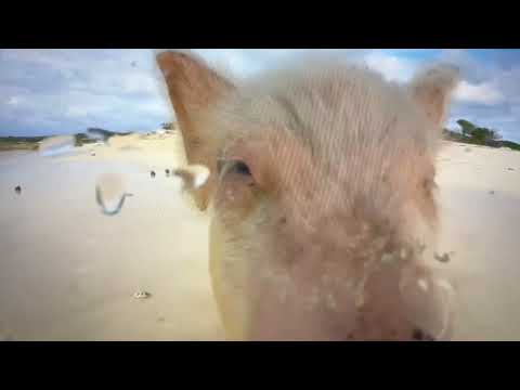 Kiesgroup - Whole Wide World