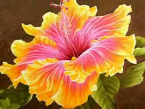 TE HAHAU MOMOKO...........@@ ofa atu @@