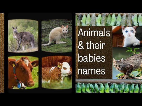 Animals Baby Names List in English with Pictures