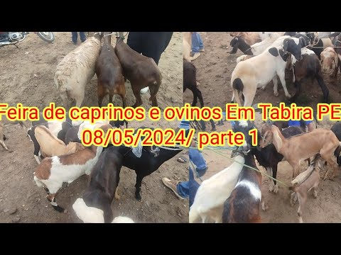 Feira de caprinos e ovinos Em Tabira PE 08/05/2024/ parte 1