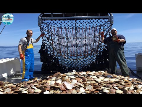 This is How Fishermen Catch Tons of Scallops At Sea - Catch and Process Scallops Right on Board