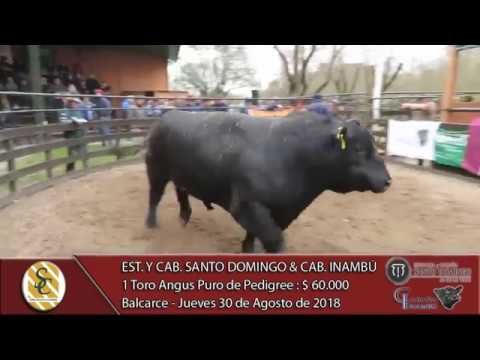 30-08-18 Venta de Toros Angus y P.H. PP, P.C. y P.R. - Est. y C. S. Domingo & C. Inambú - Balcarce