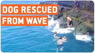 Dog Rescued from Huge Waves | Big Hero