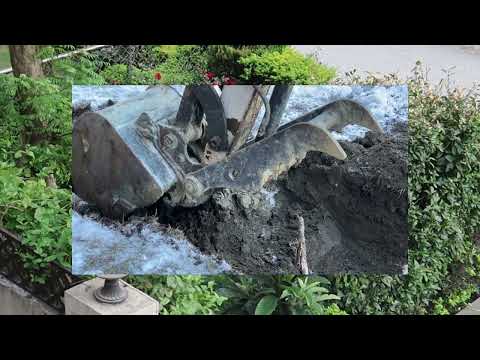 When to dig a yamadori bonsai