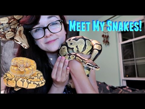 WHY YOU SHOULDN'T BE AFRAID OF SNAKES (+ meet all of my danger noodles)
