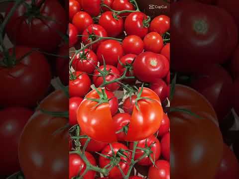 #shorts tomate vermelho.