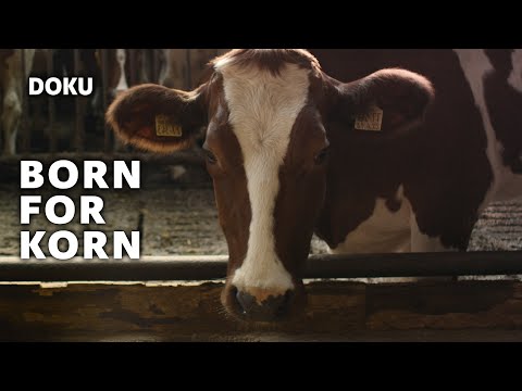 Born For Korn (Verlust einer jahrhundertealten Tradition, Dokumentation Deutsch, Landwirtschaft)