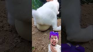 Download lagu Come on, Mama Rabbit, be enthusiastic #shorts #doshortsfirst mp3 Download lagu Come on, Mama Rabbit, be enthusiastic #shorts #doshortsfirst mp3