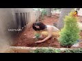 Actress Rashi Khanna Planting Trees Green India Challenge Vanitha TV