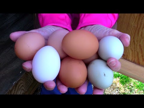 , title : 'How to Store Chicken Eggs Prior to Incubation | How to Get a More Successful Hatch Rate'
