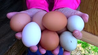 How to Store Chicken Eggs Prior to Incubation | How to Get a More Successful Hatch Rate