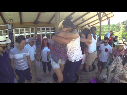 Cosecha y Vendimia en Viña Santa Cruz