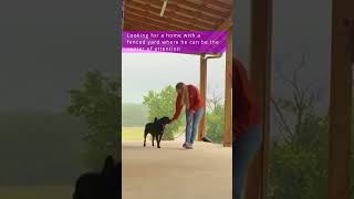 Video preview image #1 Labrador Retriever-Unknown Mix Puppy For Sale in Cookeville, TN, USA