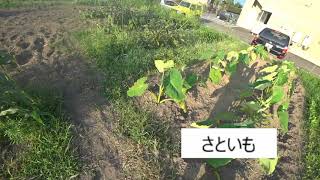 畑紹介